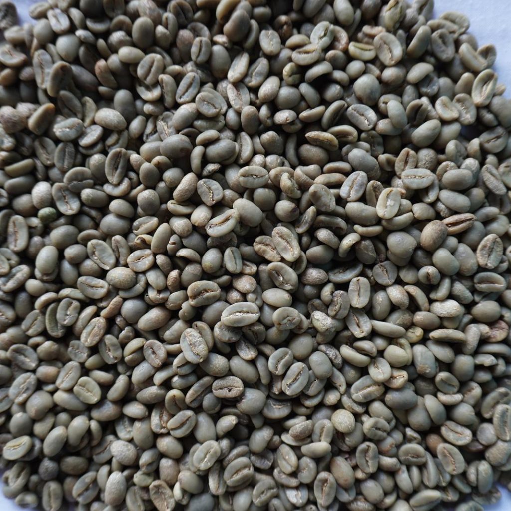 Greenbean Arabica FW
