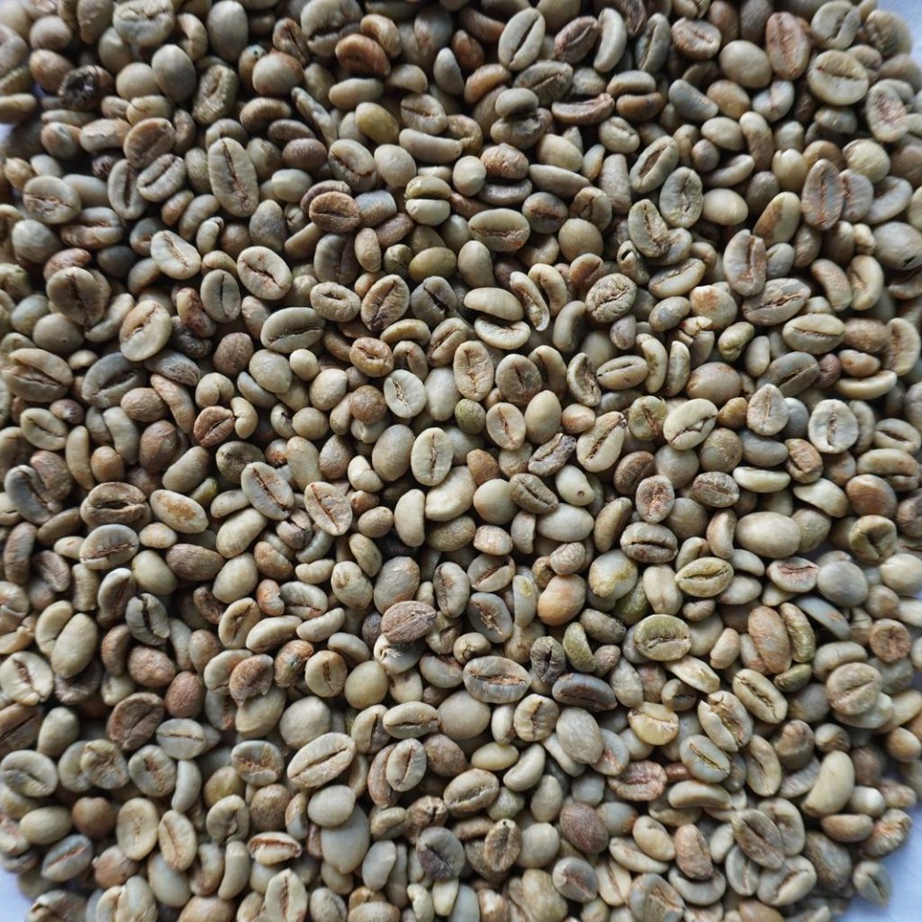 Greenbean Robusta Grade A